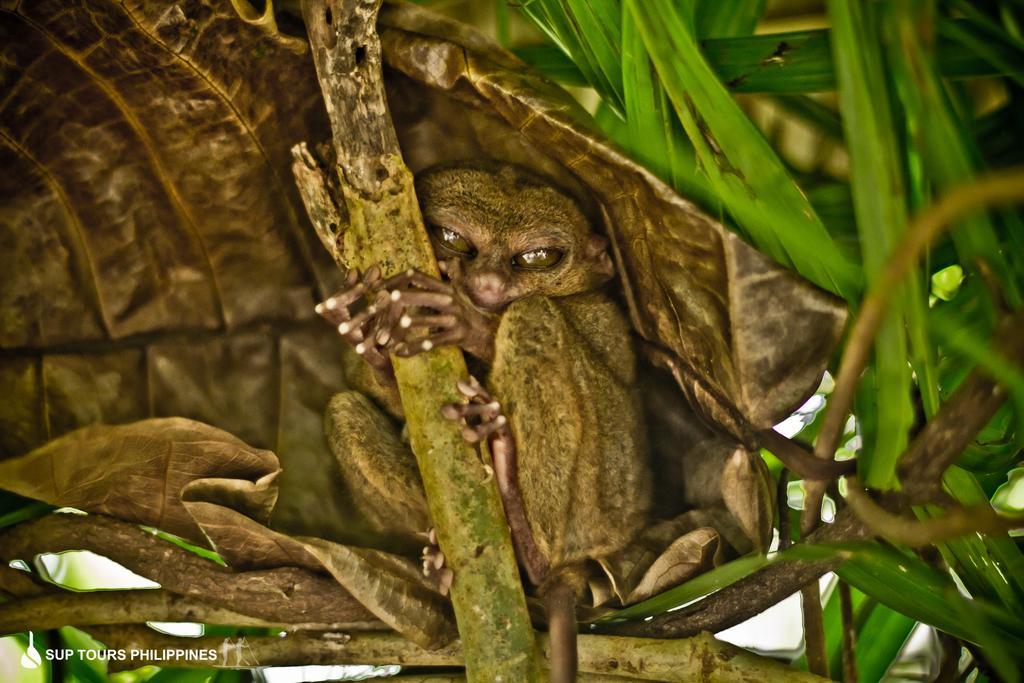 Fox & The Firefly Cottages Loboc Buitenkant foto